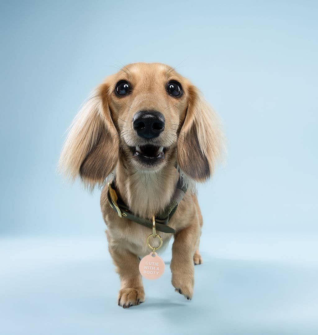 Cutie With A Booty Pet Tag