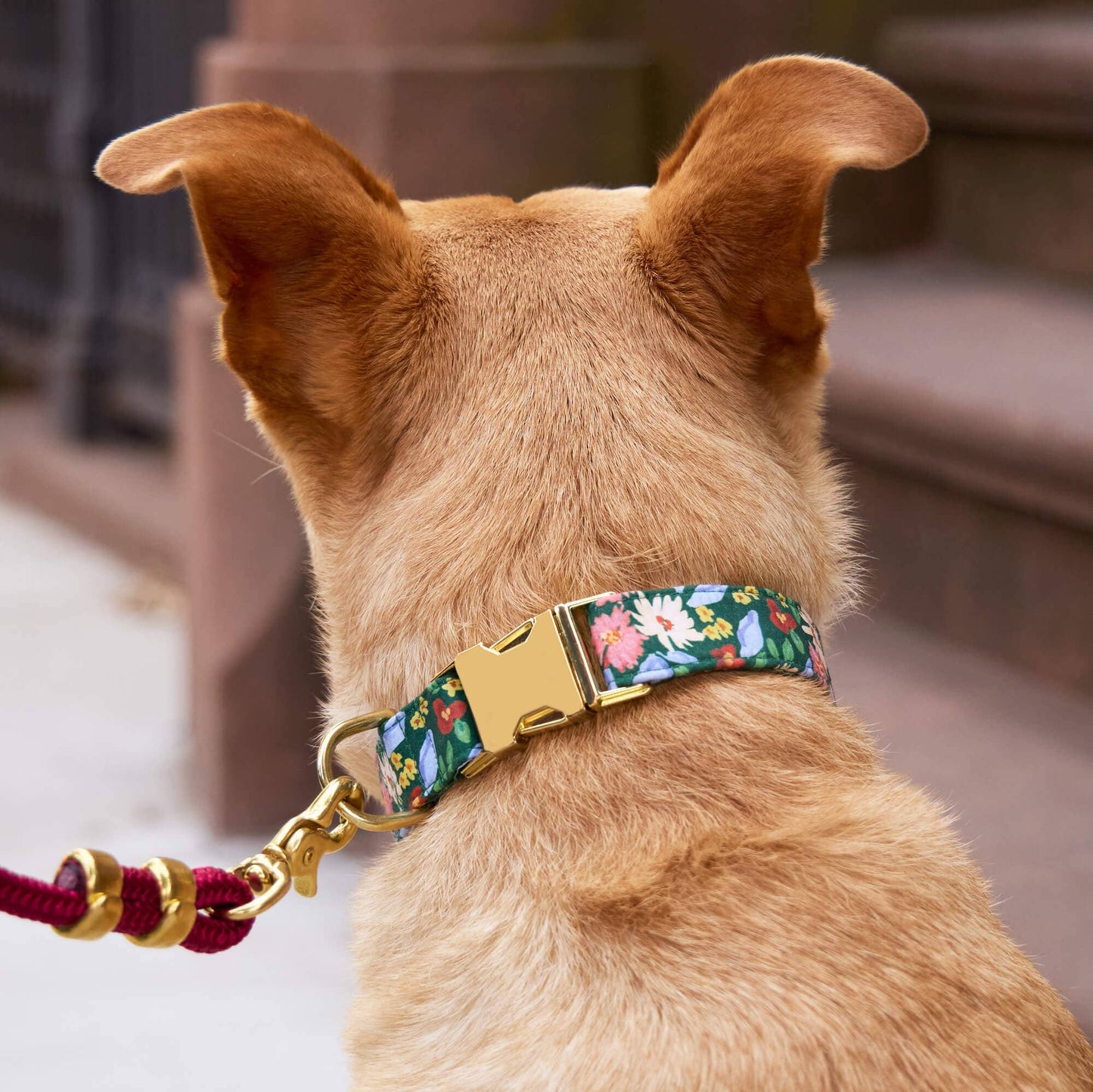 Secret Garden Dog Collar