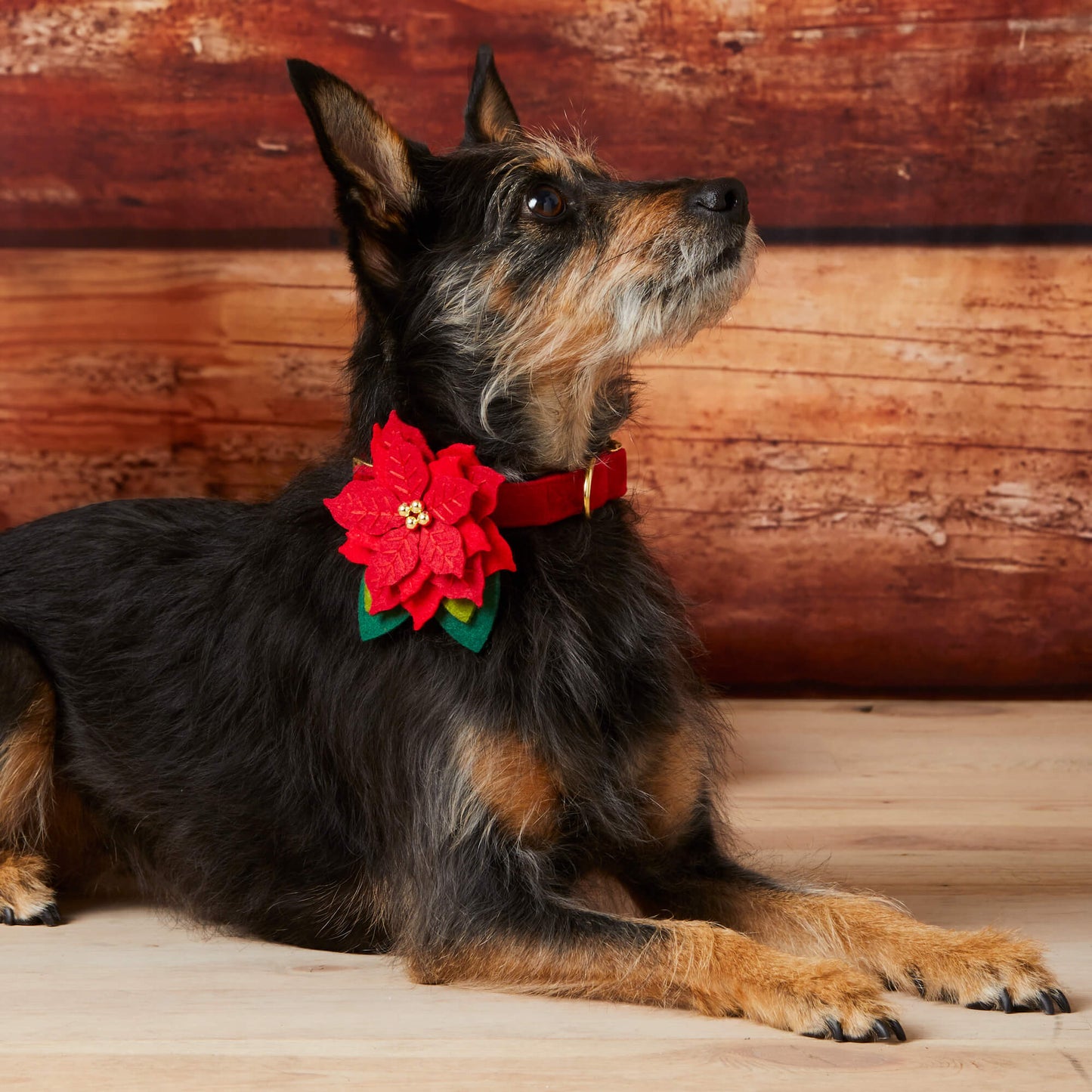 Poinsettia Dog Collar Flower
