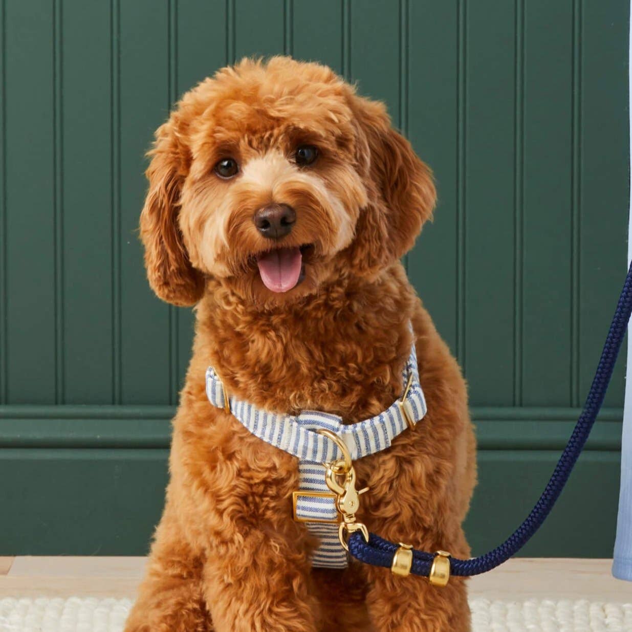 Lake Blue Stripe Harness
