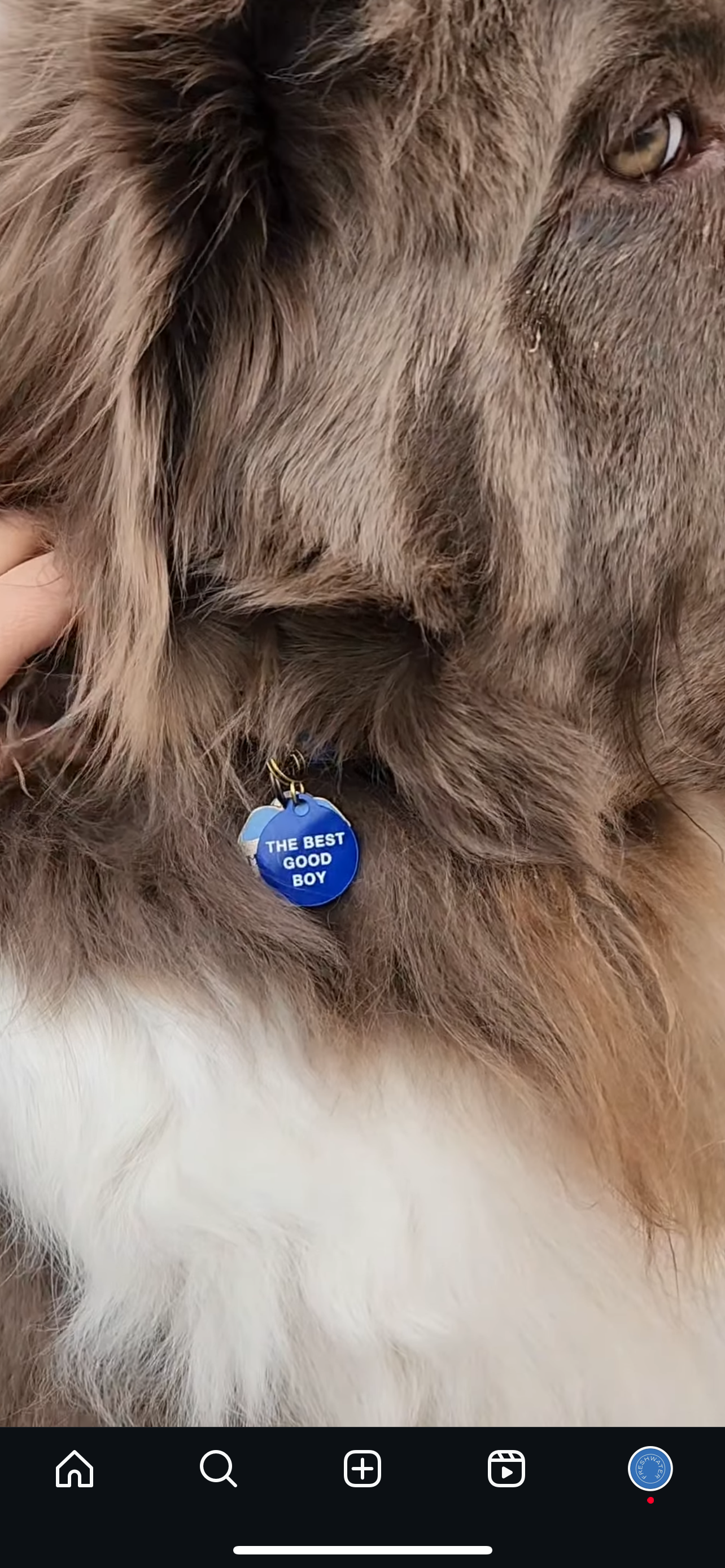 The Best Good Boy Pet Tag