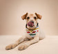 Frontier Dog Bandana
