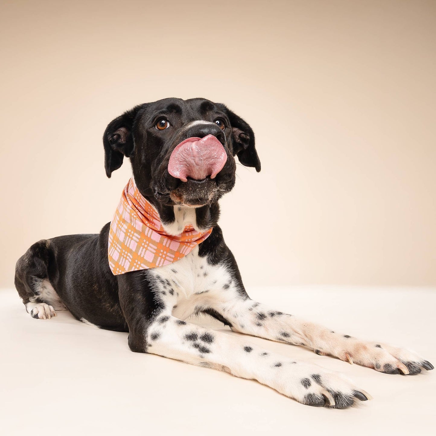 Stevie Dog Bandana