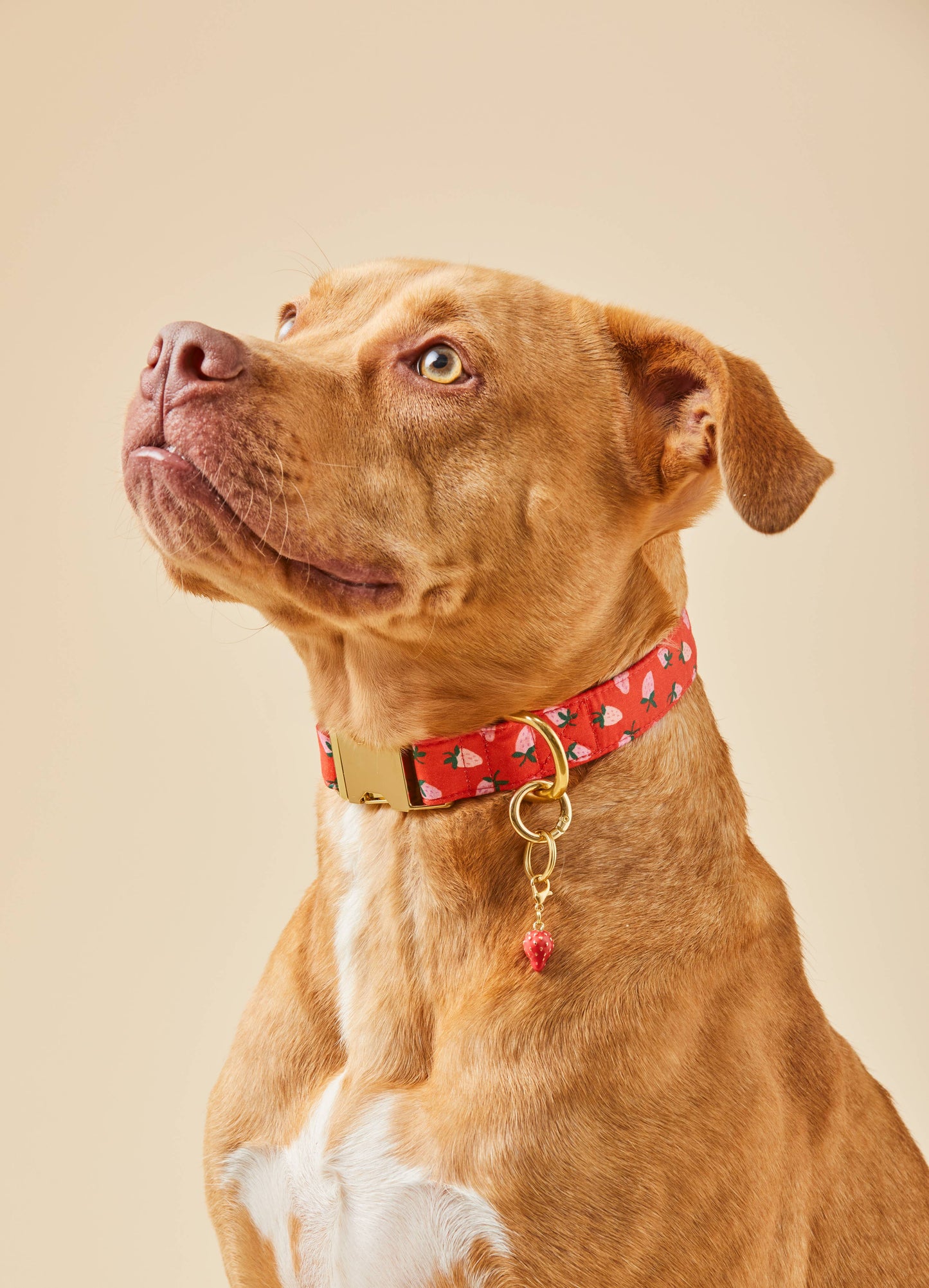 Berry Sweet Dog Collar