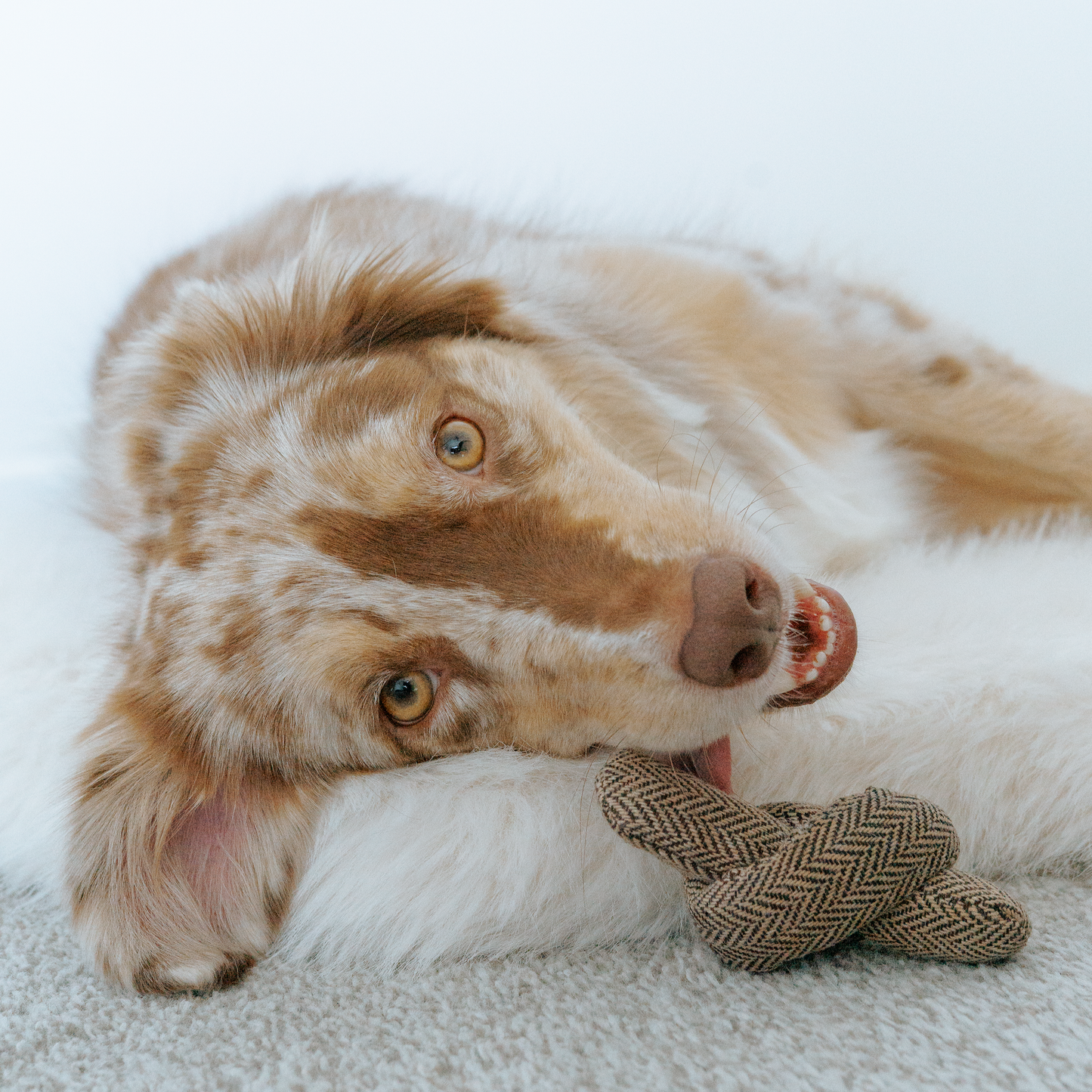 Birthday Cake Burrow Enrichment Dog Toy