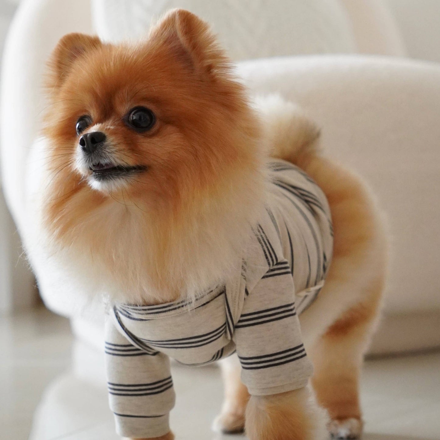 Chelsea Dog Shirt
