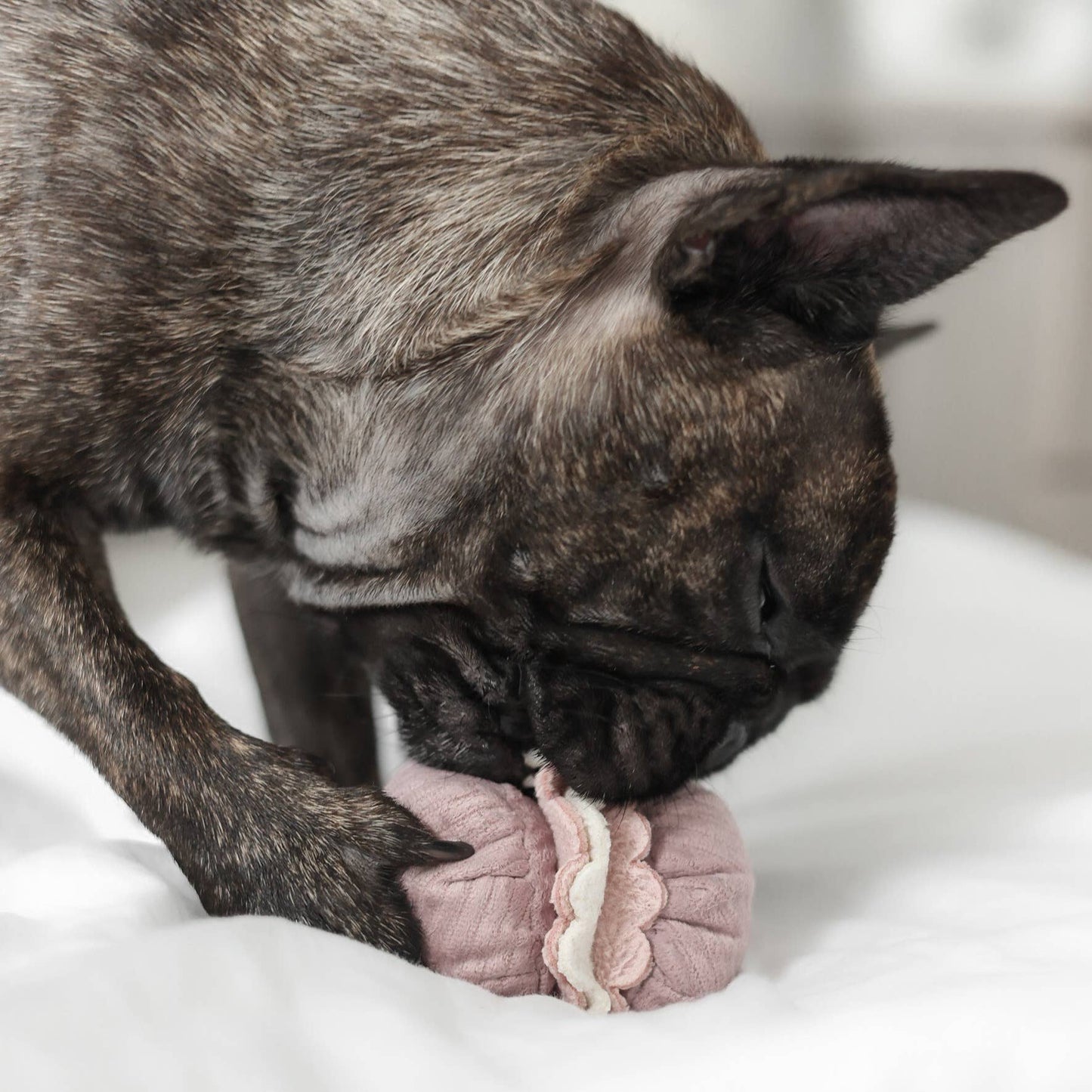 2-in-1 Petite Bakery Enrichment Dog Toy