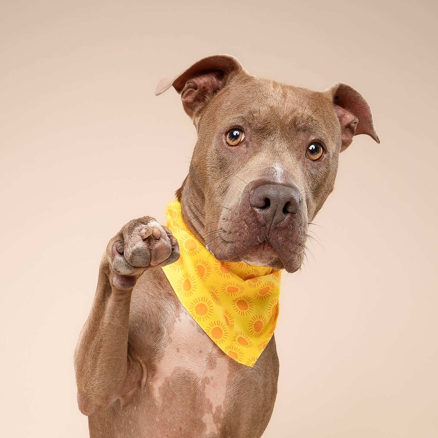 Sol Dog Bandana