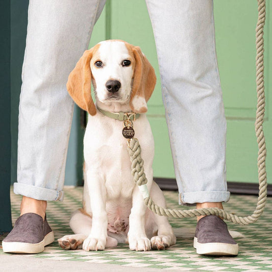 Sage Dog Collar