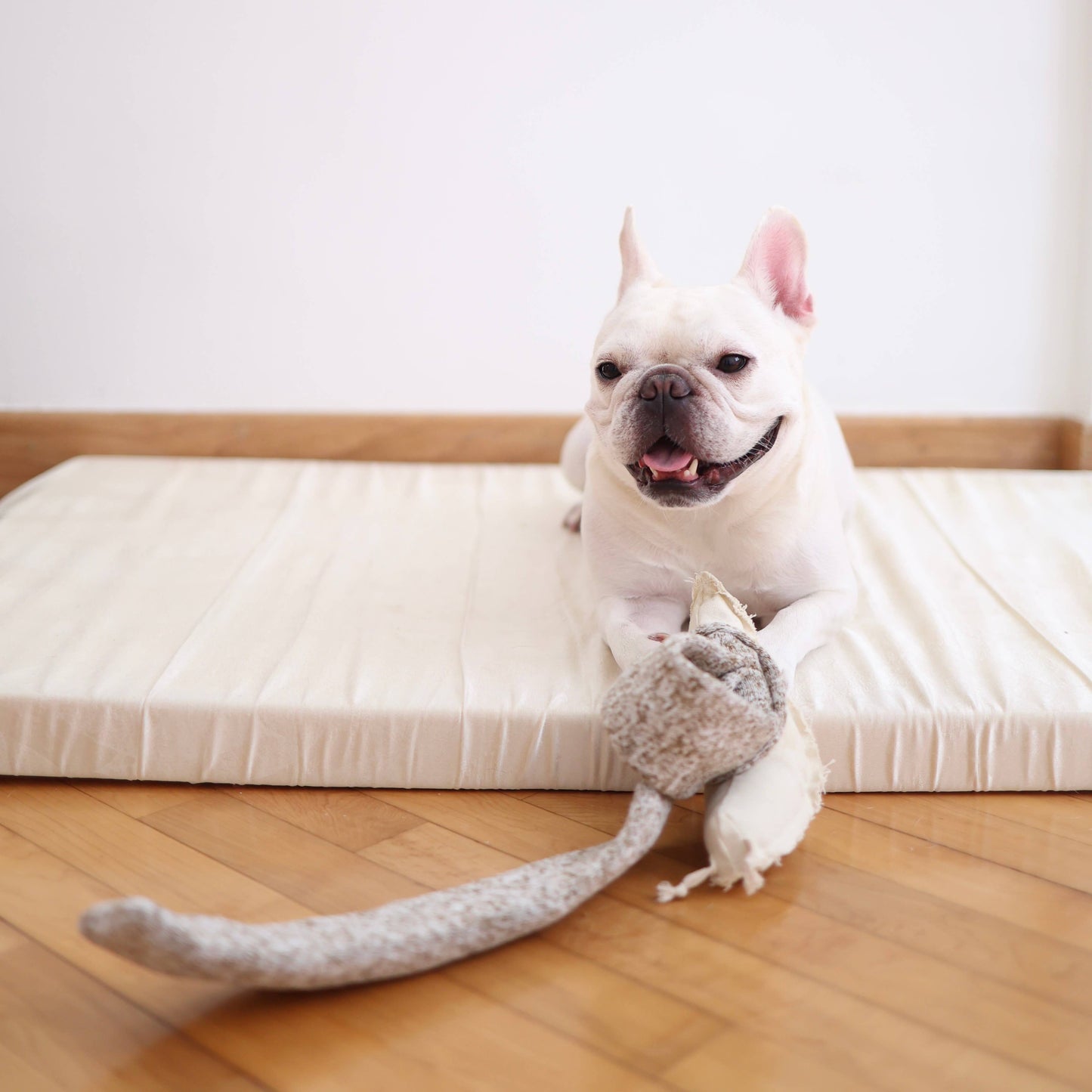 Snail Enrichment Dog Toy