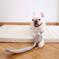 Snail Enrichment Dog Toy
