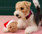 Santa Teddy Bear 2-in-1 Bounce Dog Toy