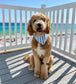 Cabana Blue Stripes  Dog Bandana