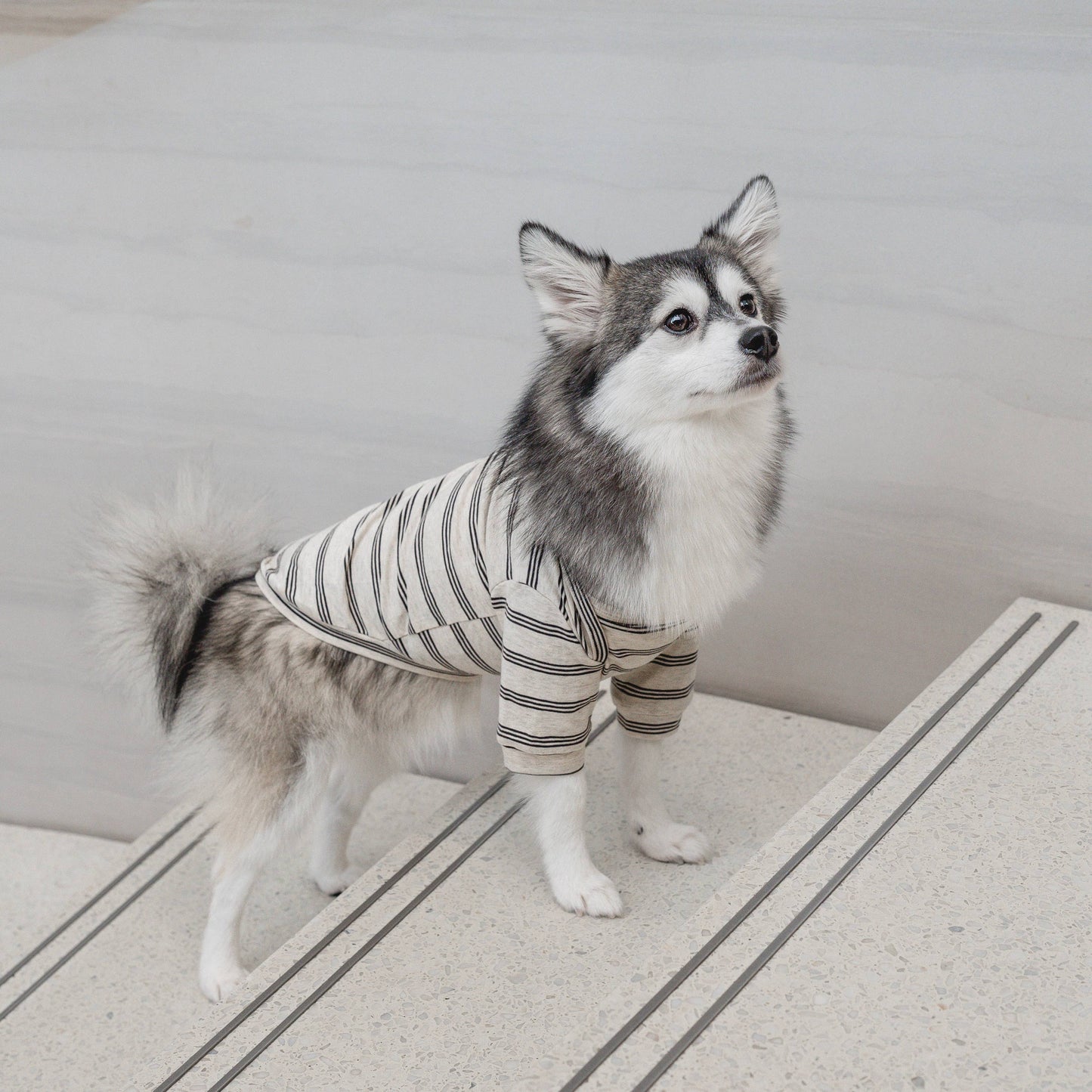 Chelsea Dog Shirt