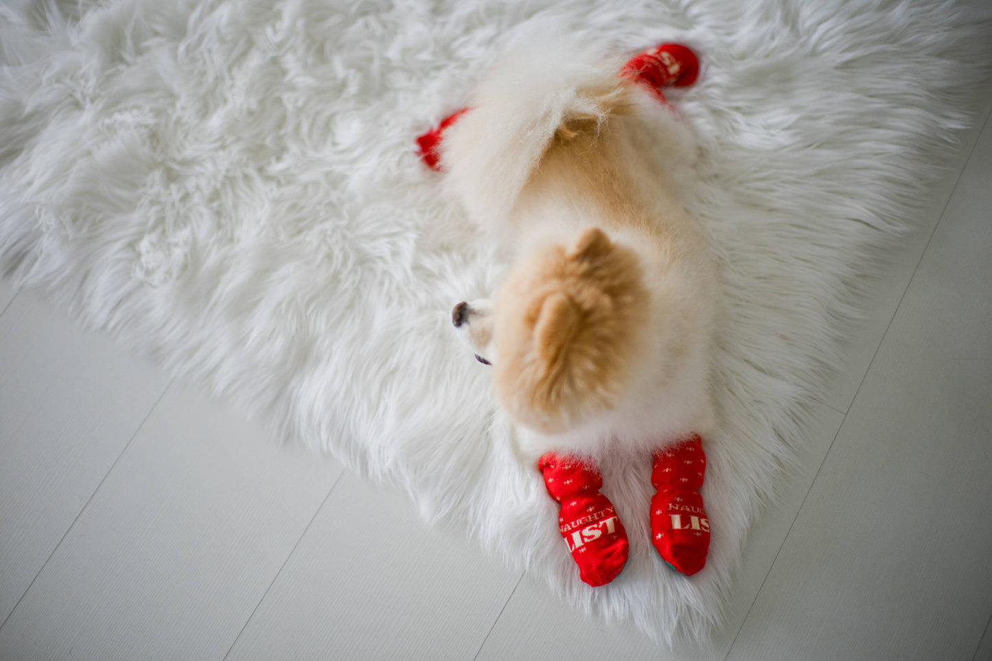 Nice & Naughty List Human & Dog Christmas Sock Set