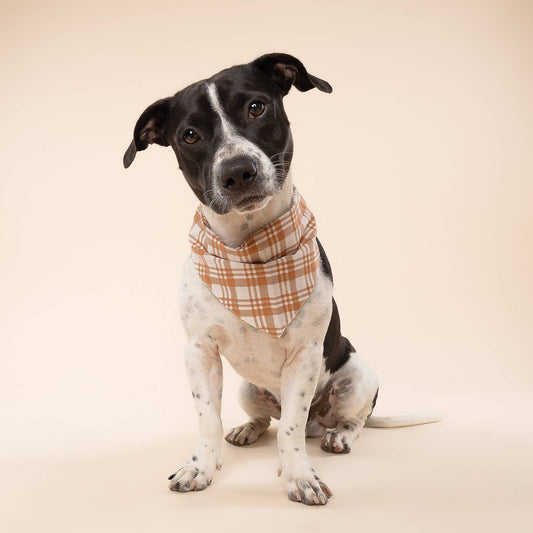Ginger Dog Bandana