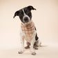 Ginger Dog Bandana