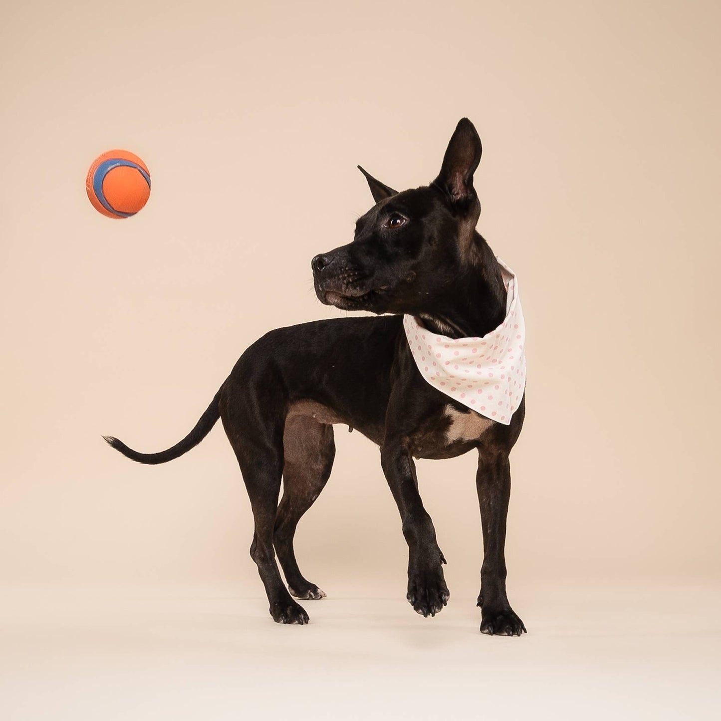 Polka Dot Pink Dog Bandana
