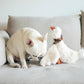 Gus the Goose Enrichment Dog Toy
