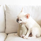 Butternut Squash Enrichment Dog Toy
