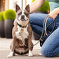 Onyx Dog Collar