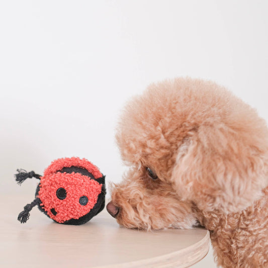 Ladybug Pop Enrichment Toy