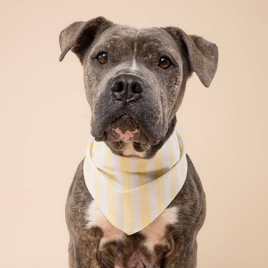 Butter Stripe  Dog Bandana