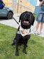 Summer Fun Bandana