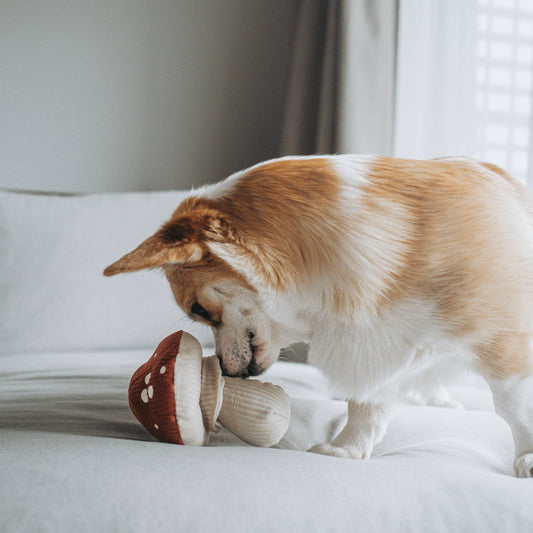 Shroom Enrichment Dog Toy