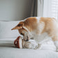 Shroom Enrichment Dog Toy