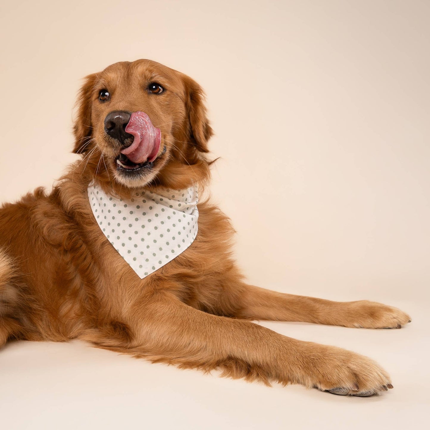 Polka Dot Green Dog Bandana