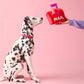 Love Letters Interactive Snuffle Dog Toy