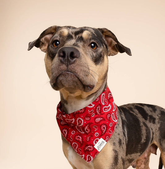Dallas Dog Bandana