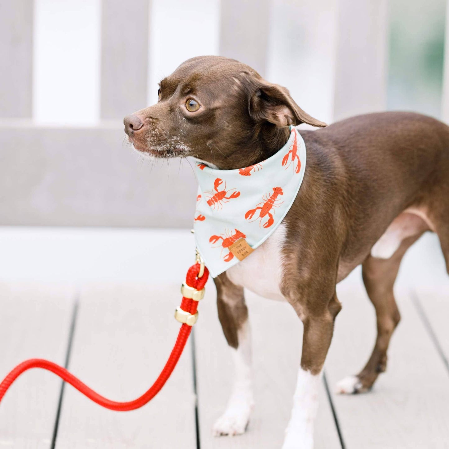 Ruby Red Marine Rope Dog Leash