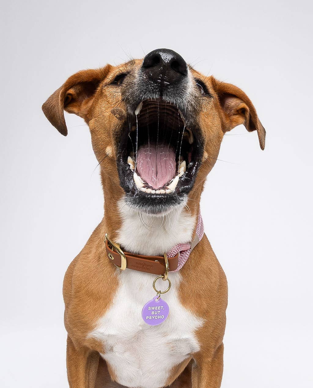 Sweet, But Psycho Pet Tag