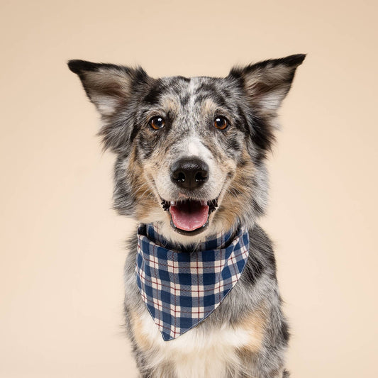 Apres Winter Dog Bandana
