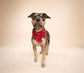 Dallas Dog Bandana