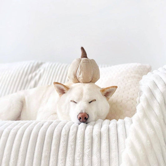 BOO! Pumpkin Enrichment Dog toy