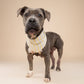 Butter Stripe  Dog Bandana