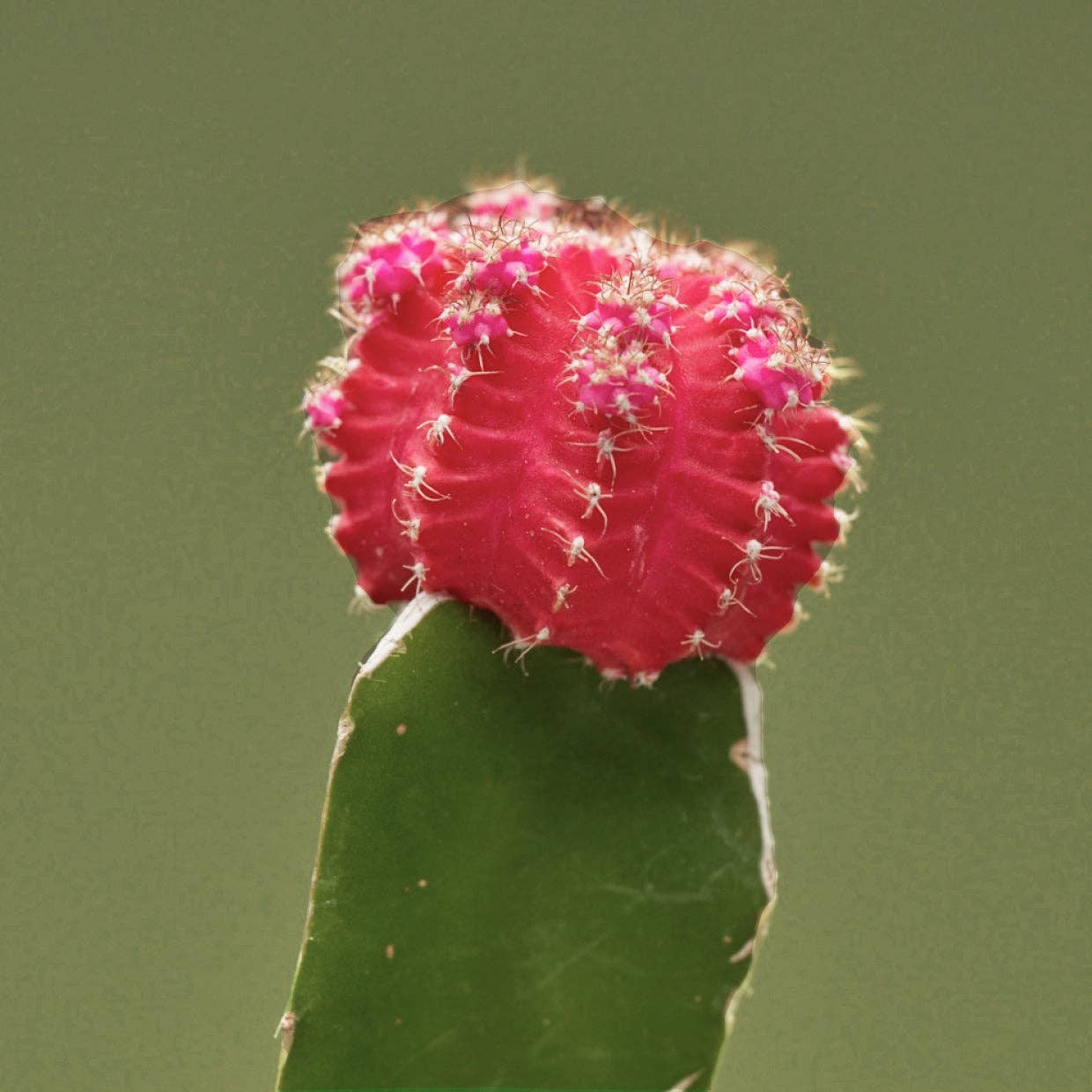 Dry shampoo on-the-go