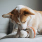 Shroom Enrichment Dog Toy