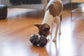Modern Interactive Dog Puzzle Toy - The Odin