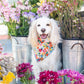 Garden Party Dog Bandana