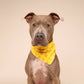 Sol Dog Bandana