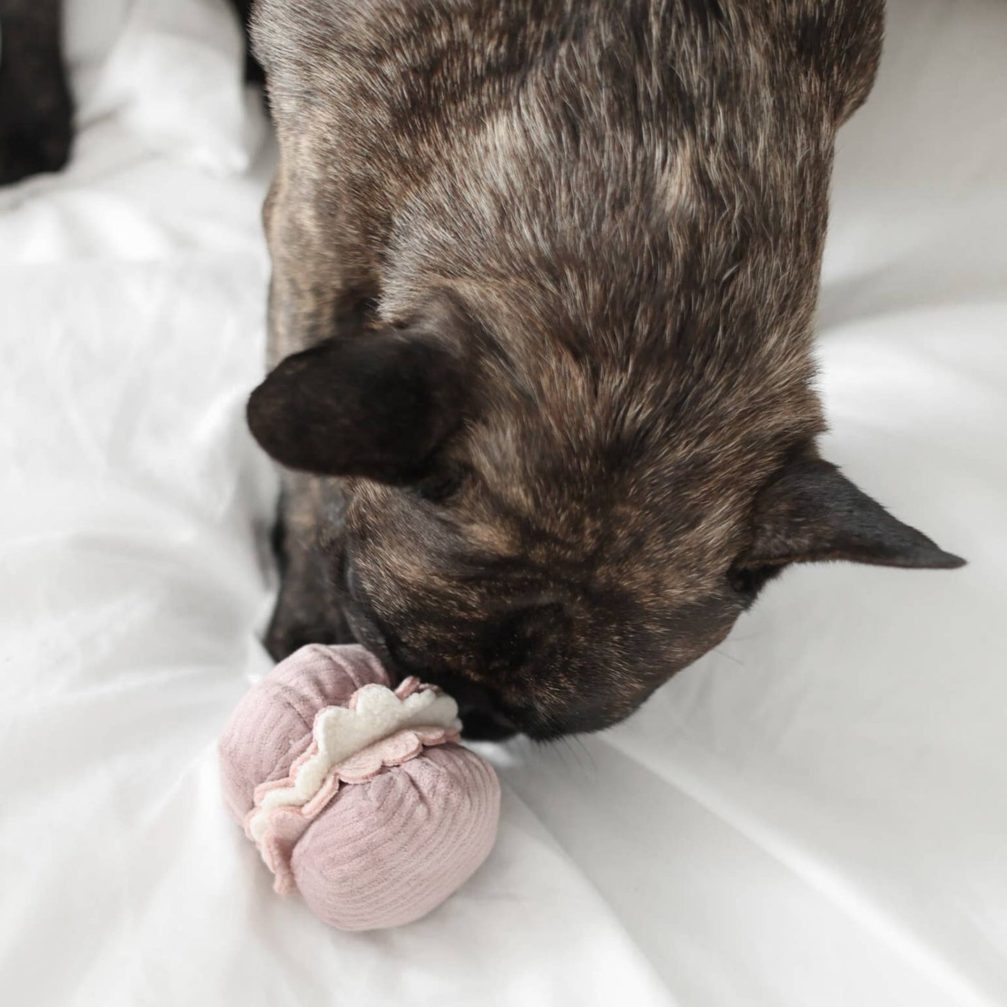 2-in-1 Petite Bakery Enrichment Dog Toy