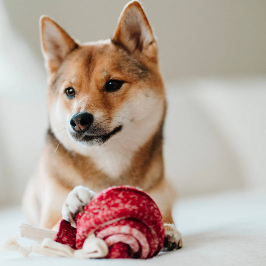 Lollipop Enrichment Dog Toy