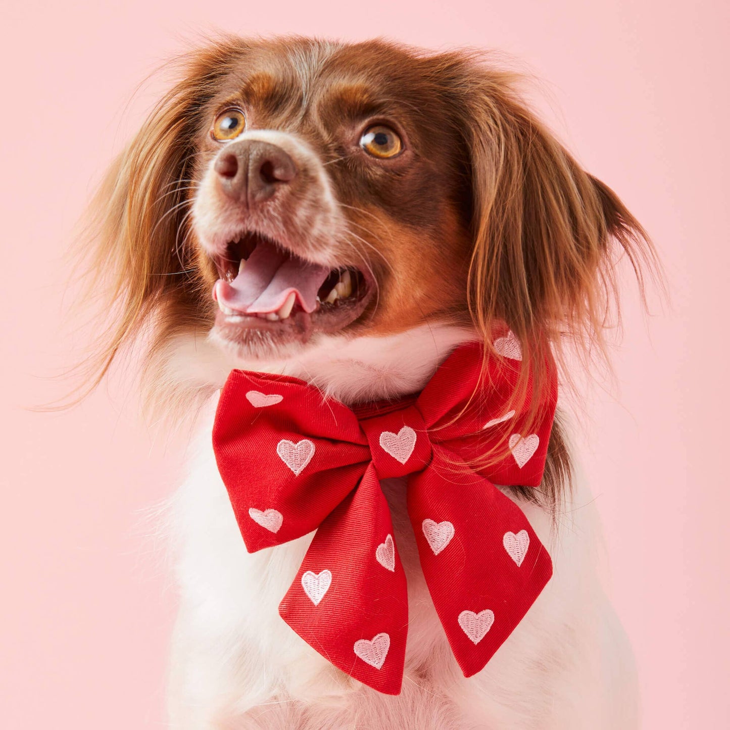 Hearts Embroidered Lady Dog Bow for Collar