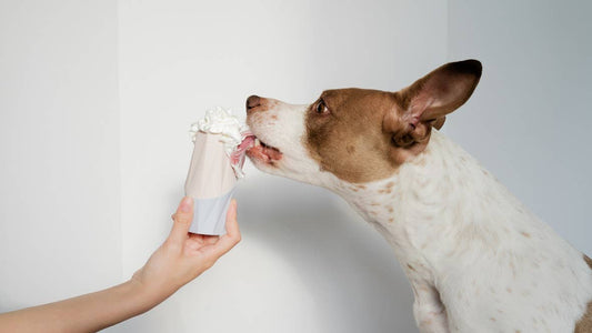 Modern Treat Filler/Stuffer Toy for Dogs - The Ubbe