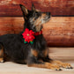 Poinsettia Dog Collar Flower