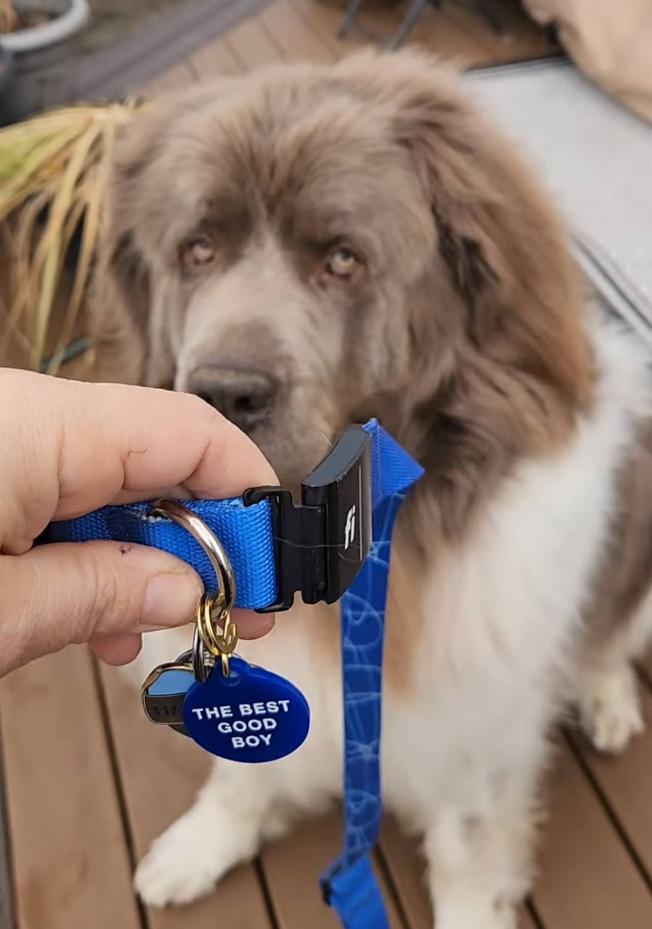 The Best Good Boy Pet Tag